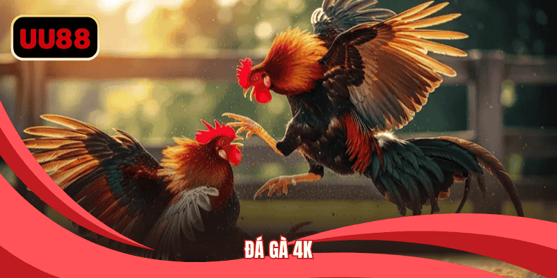 Đá gà 4K