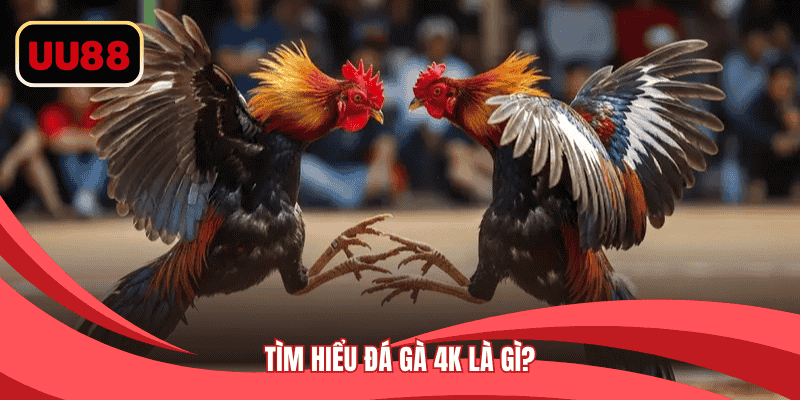 Tìm hiểu đá gà 4K là gì?